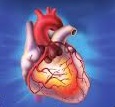 img/Cardio
